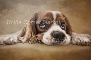 CUTE CAVALIER KING SPANIEL – PHOTOGRAPHIC PRINT IN 5" x 7" FRAME - Picture 1 of 2