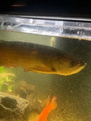 Jardini arowana 18" wysiwyg FREE SHIPPING AIR PORT TO AIRPORT - Image 1 of 2