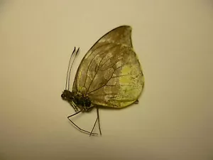 Dismorphia nemesis, UNMOUNTED, SIN MONTAR A1 BUTTERFLY - Imagen 1 de 1