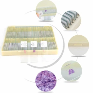 100PCS Mammal Tissue Sections Histology Prepared Specimen Microscope Slides - Picture 1 of 11