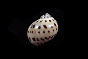 Seashells- Naticarius onca ( Nice pattern ) - 22mm - Picture 1 of 3