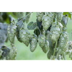 Echter Bier-Hopfen 'Jupiter' - Humulus lupulus 'Jupiter', im Topf 13 cm - 13 cm - Bild 1 von 1