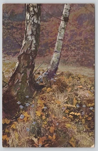Postal Otoño Follaje Escena Caído Otoño Hojas Árboles Nenke y Ostermaier - Imagen 1 de 2