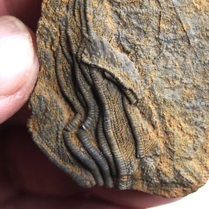 48g Mahoumacrinus sp. Scyphocrinites elegants Crinoid Devonian Fossil 1267 - Picture 1 of 11
