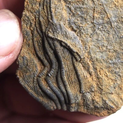 48g Mahoumacrinus sp. Scyphocrinites elegants Crinoid Devonian Fossil 1267 - Image 1 of 4