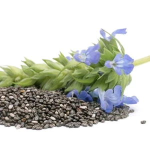 300 Semillas Chia Ecológica (Salvia hispanica) - Imagen 1 de 6