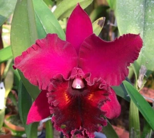 Rlc Yonges Island ‘Newberry’ Pink Fragrant Mericlone Orchid Hybrid NOT BS 4” Pot - Picture 1 of 9