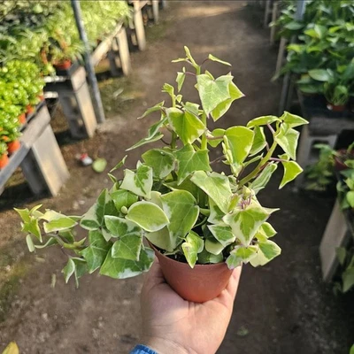 Variegated Wax Ivy | Trailing Plant  | 2in pot - Image 1 of 2