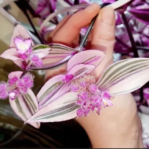 Cerinthoides Pink Variegata - Tradescantia Furry Hängepflanze Blossfeldiana - Bild 1 von 11