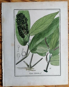 Winkler Originaldruck Koloriert Botanik Pfeffer Piper cubeba - 1842 - Bild 1 von 1