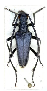 Cerambycidae, Stenocorus (Toxotochorus) validicornis karatauensis, KAZAKHSTAN, m - Picture 1 of 2
