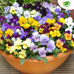 Violeta Cornuta ( Viola cornuta ) 100 semillas - pensamiento enano flores - Imagen 1 de 2
