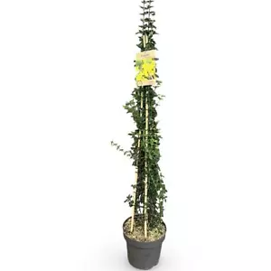 Echter WinterJasmin ca. 160 cm Jasminum nudiflorum winterblühende Schönheit - Bild 1 von 1