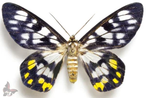 Dysphania contrata A-  Female, UNMOUNTED - Picture 1 of 1