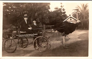 CALIFORNIA - GRANJA DE AVESTRUCES DE LOS ANGELES - POSTAL ANTIGUA CON FOTO REAL - Imagen 1 de 2