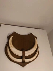 Warzenschwein Gewaff auf Trophäenschild Afrika - Bild 1 von 1