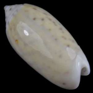 OLIVA OLIVA f. STELLATA (Bohol Isl., Philippines) 18.4mm #27983 - Picture 1 of 4