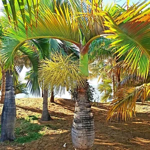 Palma da bottiglia - Hyophorbe lagenicaulis - 10 semi - Foto 1 di 6