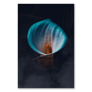 Postereck 2960 Poster Leinwand Calla, Blume Blüte Natur Flora Weiss Pflanze - Bild 1 von 7