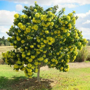 GOLDEN PENDA PLANT,NATIVE,XANTHOSTEMON CHRYSANTHUS,GARDEN FEATURE SHRUB - Picture 1 of 6