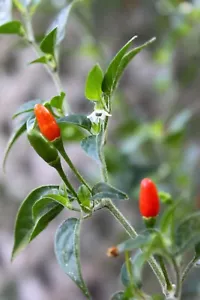 15 SEEDS Giant Wild Chile Piquin, Chiltepin, Largest Chile HOT - Picture 1 of 1