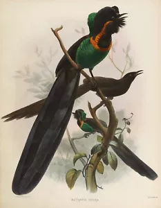 Plate No 9 Astrapia nigra Birds of Paradise by Daniel Elliot Giclee Repro - Picture 1 of 2