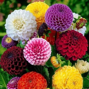 40 Dahlia Pompon Mix seeds - Picture 1 of 3