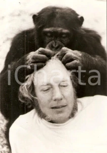 1965 ca CURE ALTERNATIVE Scimmia massaggia cuoio capelluto per curare calvizie - Picture 1 of 1