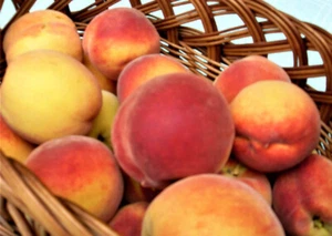 rare early JUNE peach  " TESKA" and "CATHARINA "peachapricot" 5+5 cuttings - Picture 1 of 2