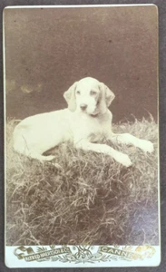 19th Rare Antique Early CDV Photo of Little Pet Dog c.1880 - Picture 1 of 3