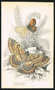 Orange Moth and Epimecis Scolopaiae, Hand-Colored Antique Entomology Print 1841