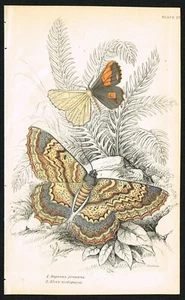 Orange Moth and Epimecis Scolopaiae, Hand-Colored Antique Entomology Print 1841 - Picture 1 of 5