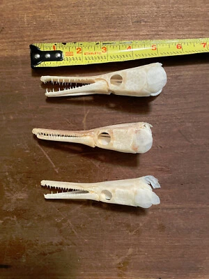 One ( 1 ) Alligator GAR FISH Skull/Teeth Natural Bones/Science Weird  Education - Image 1 of 4