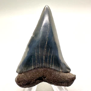 LARGE, colorful 2.62" Fossil EXTINCT MAKO Shark Tooth - Beaufort County, SC - Picture 1 of 6