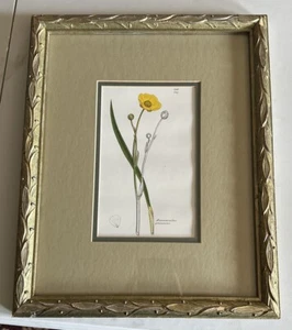 James Sowerby Ranunculus Grammies Painting In Vintage Beautiful Frame - Picture 1 of 3