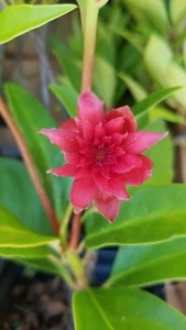 Anise Star Flower *Scorpio* - Live Plants -Illicium ‘NCIH1’PP#29,939 fee 4" cup  - Picture 1 of 2