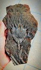 crinoid fossil plate, ⭐ THE REAL DEAL...!.. DON