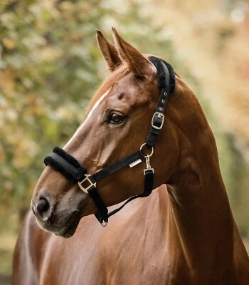 Waldhausen Halfter FIRST Shetty Minishetty NEW