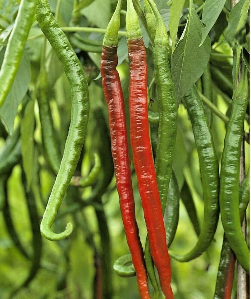 ORGANIC Strong Heat COLD CLIMATE Chilli DE CAYENNE Chili 50 SEEDS Semi Hardy - Image 1 of 1