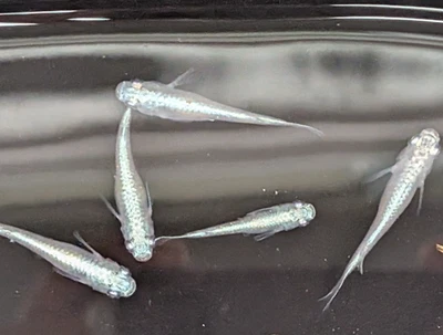 Blue Miyuki Medaka Rice Fish Eggs 20+ Fertilized - Image 1 of 2