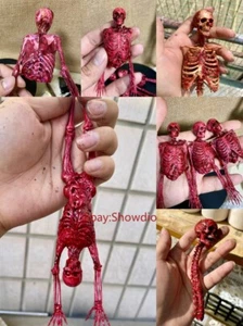 Menschliches Skelett Halbkörper Fleisch Blut Skelett Modell Zubehör Maßstab 1:12 1/6 - Bild 1 von 21