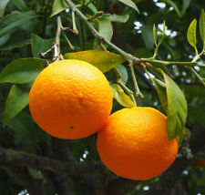 sweet orange 5 Seeds Naranja Dulce Citrus × sinensis