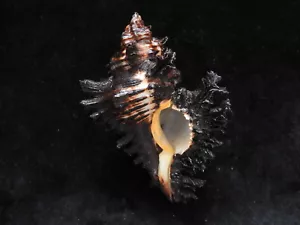 Muscheln Chicoreus braun 73,9 mm ID #4903 - Bild 1 von 8