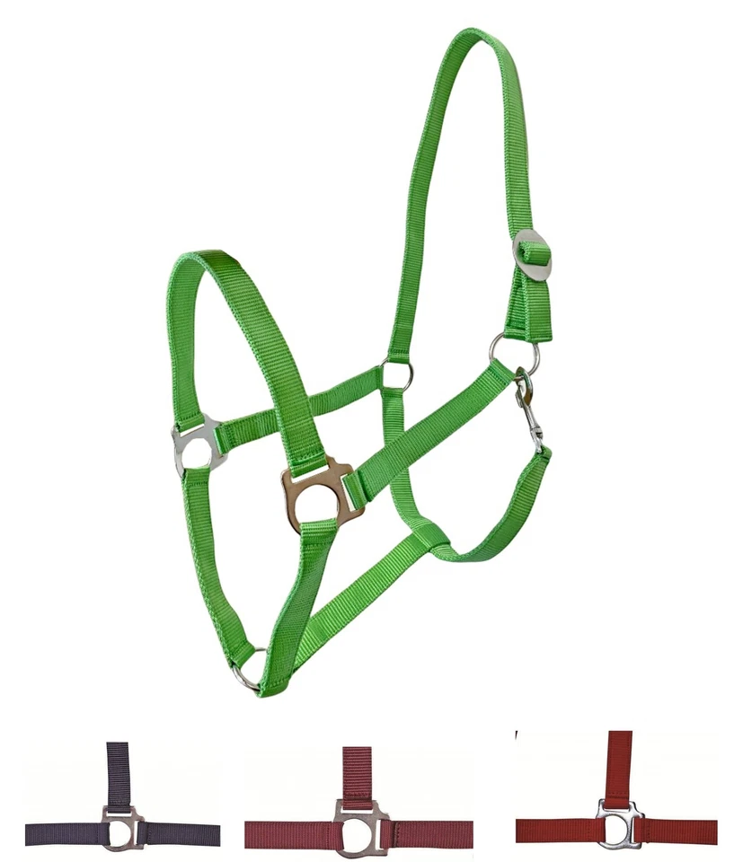 HKM Halfter -Stars Economy- Kaltblut - Bild 1 von 1