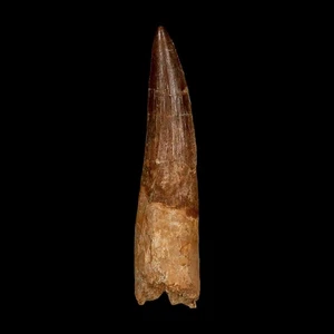 XXL 4.1" Spinosaurus Fossil Tooth 100 Million Years Old Cretaceous Dinosaur COA - Picture 1 of 10
