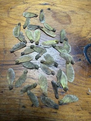 Mikawa Yatsubusa Seeds. 30+ Japanese Maple Bonsai. Acer Palmatum Tree - Image 1 of 2