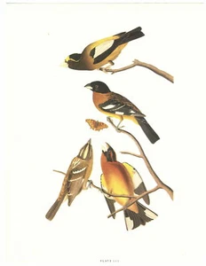 Bird Print - Plate 112 - Picture 1 of 1