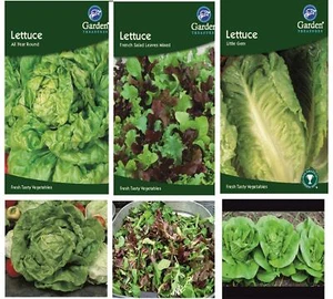 Lettuce Seeds Little Gem All Year Round French Salad Leaves Grow Your Own - Picture 1 of 4
