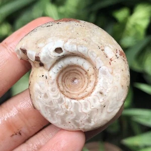 48G AMAZING RARE PERMIAN WHOLE ROUGH AMMONITE FOSSIL CALCITE MOLLUSCA - Picture 1 of 13