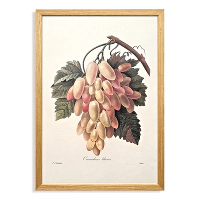 Redouté Botanical Art Print — Professionally Framed — From Taschen Edition - Image 1 of 3
